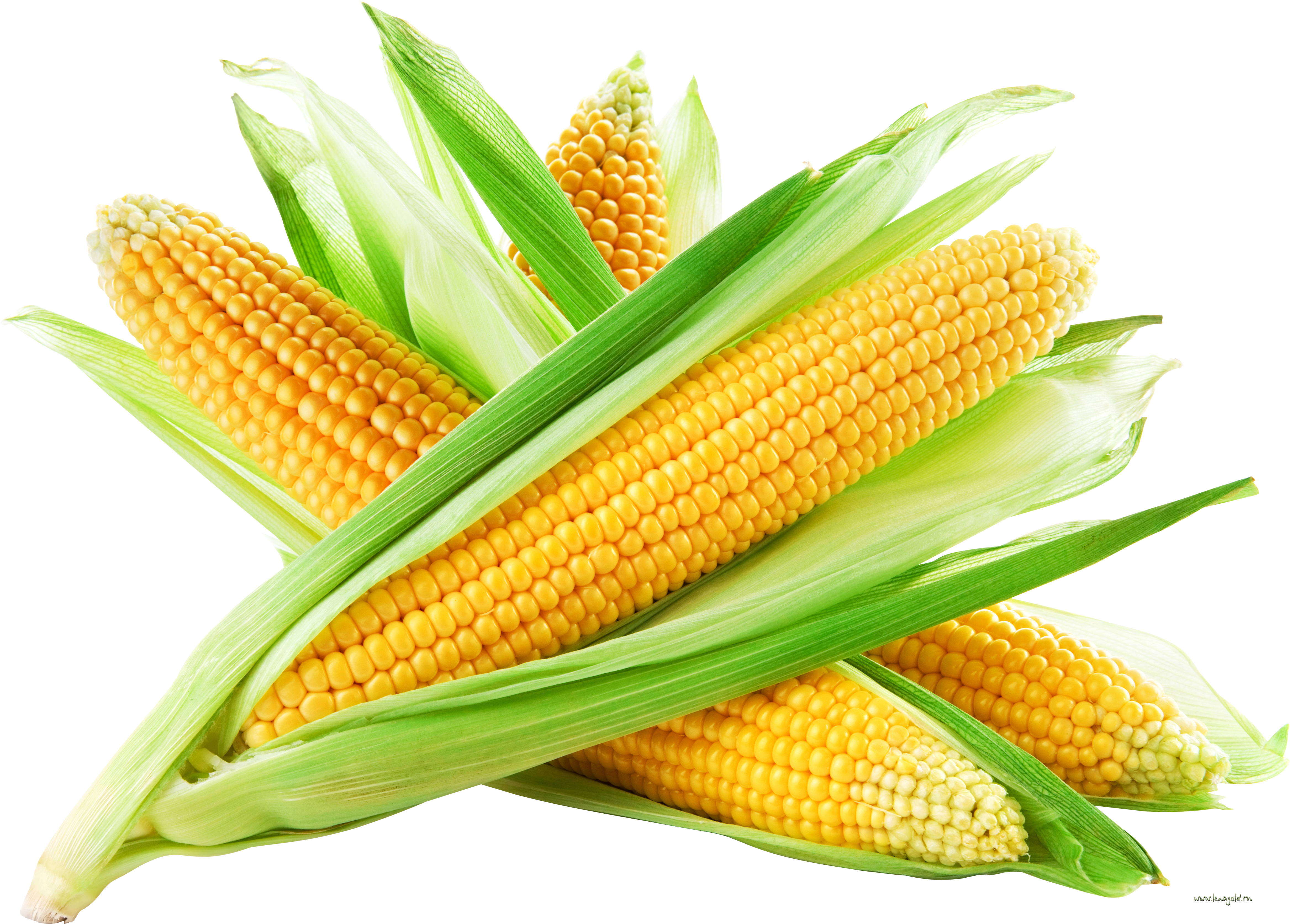 Sweet Corn
